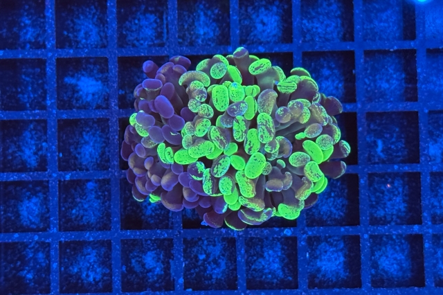 Euphyllia paraancora Bicolor 