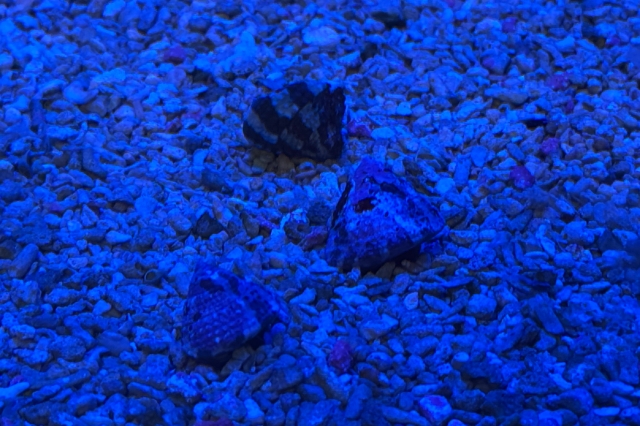 Astraea Tecta - 00004_15