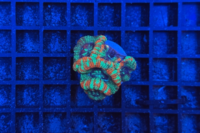 Acanthastrea lordhowensis