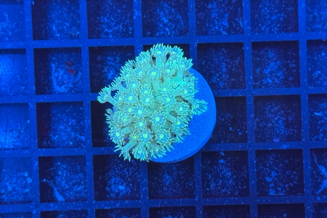 Goniopora
