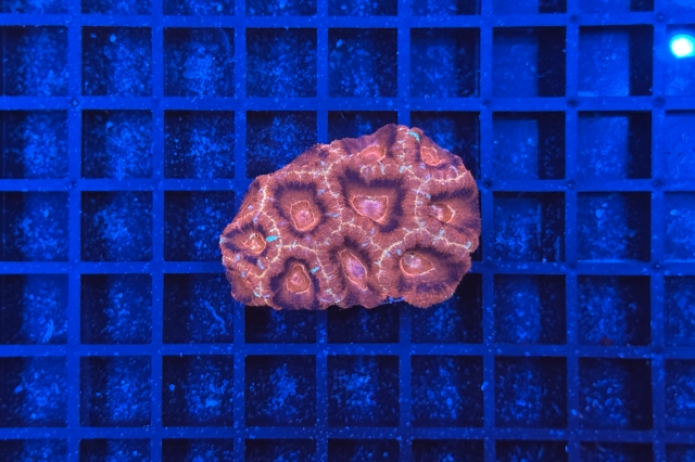 Acanthastrea lordhowensis