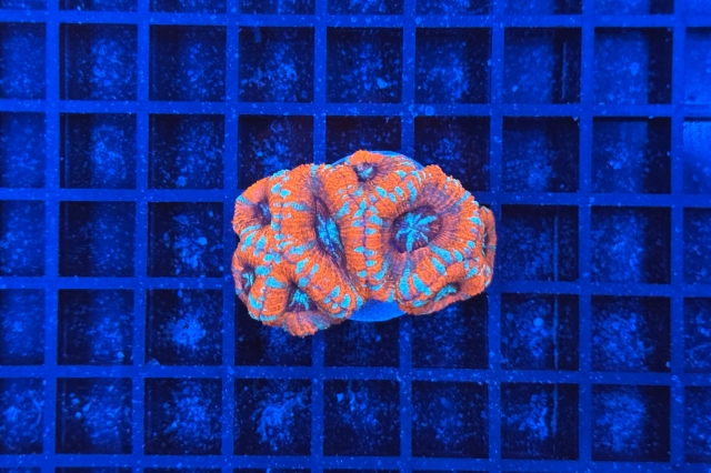 Acanthastrea lordhowensis