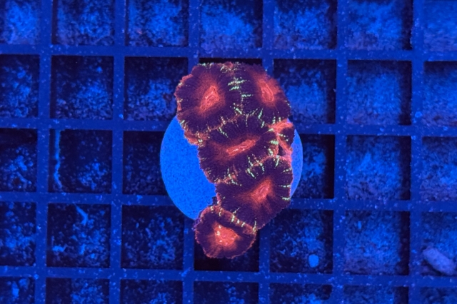Acanthastrea lordhowensis