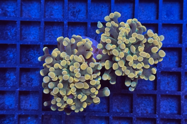 Euphyllia paraancora