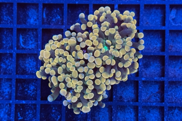 Euphyllia paraancora - 5118_10