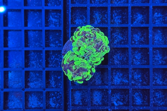 Euphyllia paraancora Bicolor 