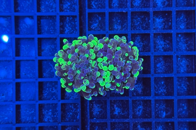 Euphyllia paraancora Bicolor - 2462_10
