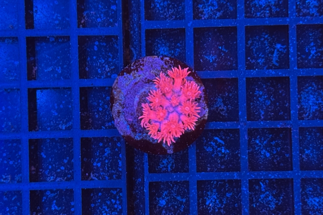 Goniopora