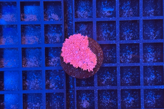 Goniopora
