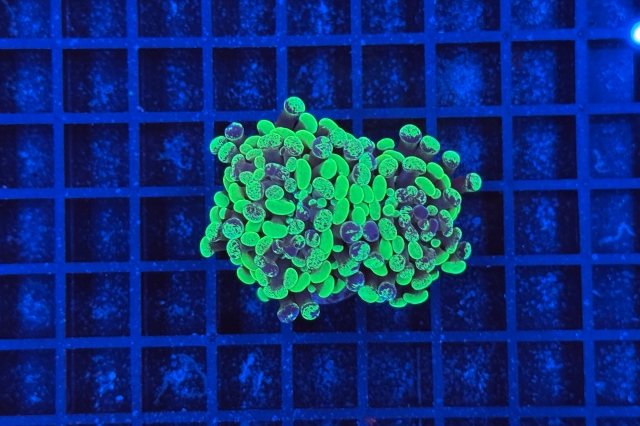 Euphyllia paraancora Bicolor 