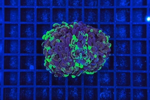 Euphyllia paraancora Bicolor  - 2424_10