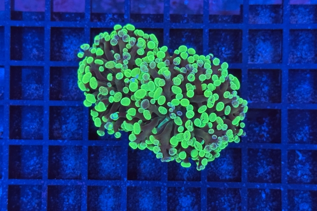 Euphyllia paraancora