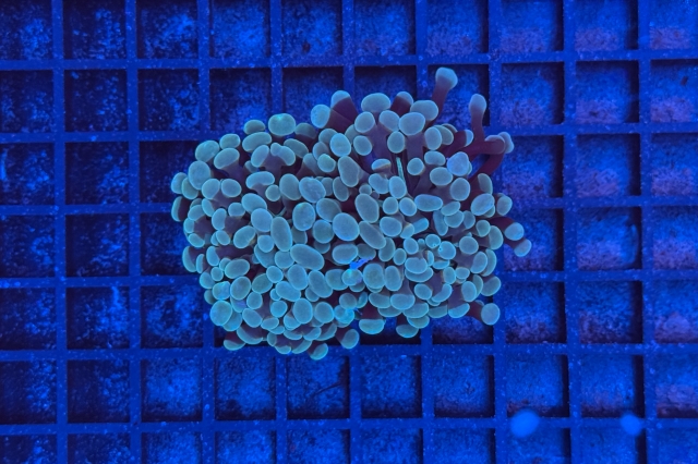 Euphyllia paraancora - 3467_10