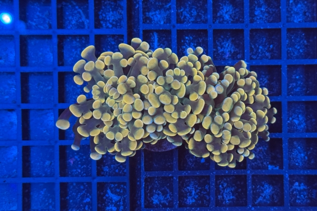 Euphyllia paraancora - 2712_10