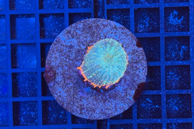 Rhodactis - 3864_10