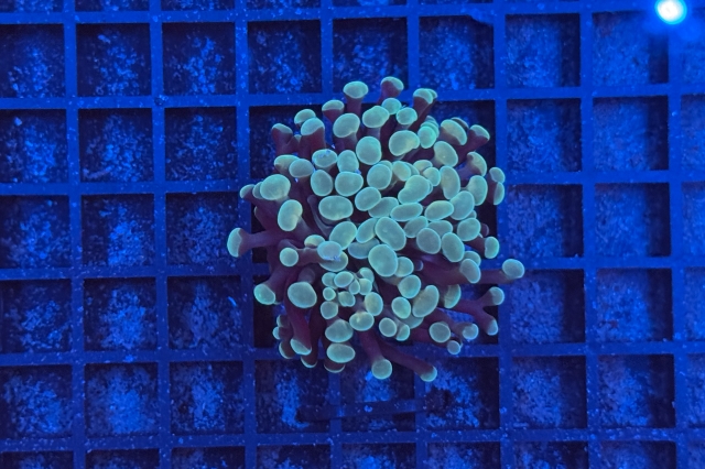 Euphyllia paraancora