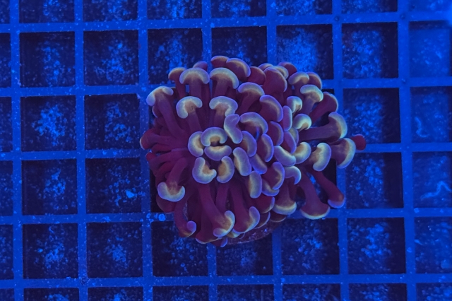 Euphyllia paraancora