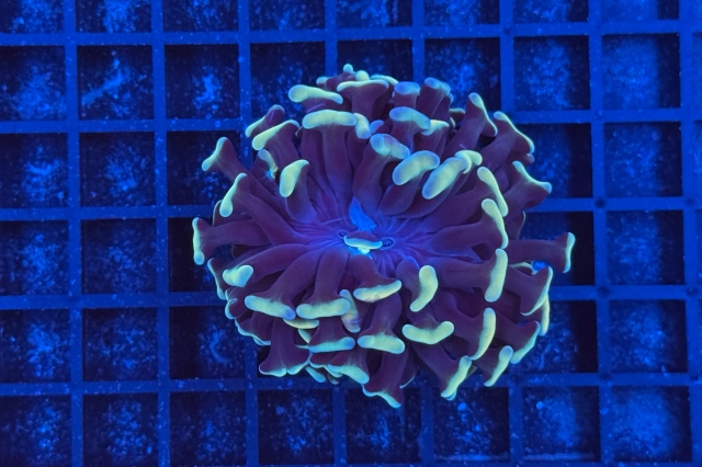 Euphyllia paraancora