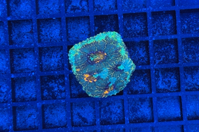 Acanthastrea echinata