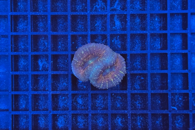 Lobophyllia - 3665_10