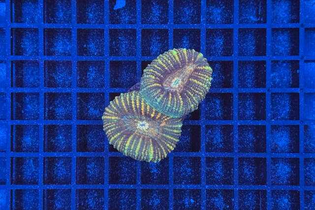 Lobophyllia - 1738_10