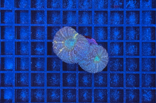 Lobophyllia