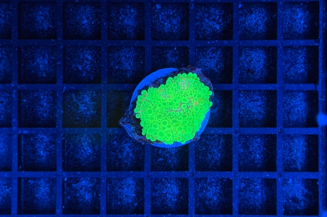 Ricordea Yuma neon green