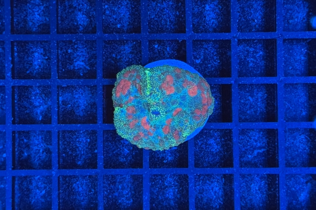 Rhodactis Multicolor