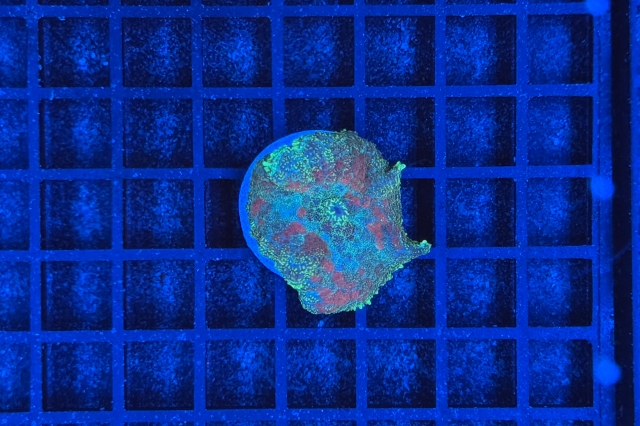 Rhodactis Multicolor