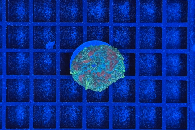 Rhodactis Multicolor