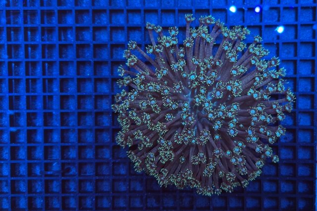 Goniopora - 5607_10