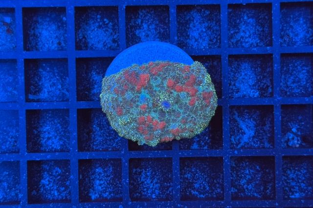 Rhodactis Multicolor