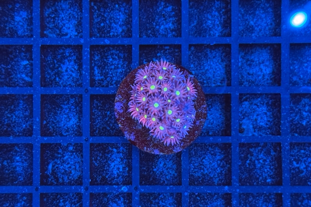 Goniopora