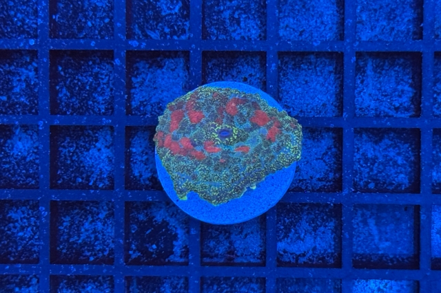 Rhodactis Multicolor