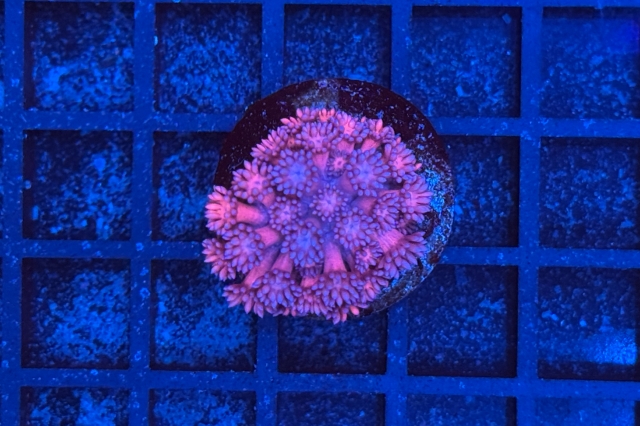 Goniopora