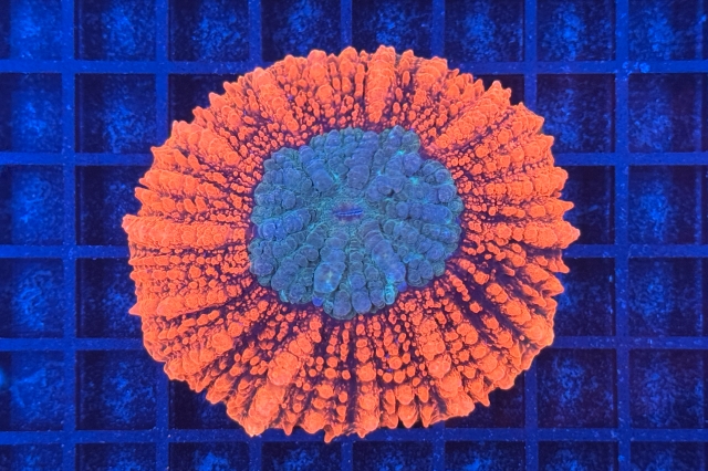 Symphyllia