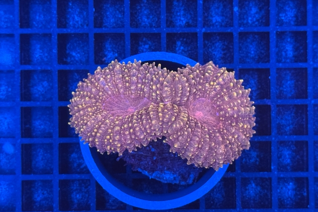 Lobophyllia