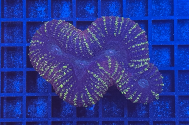 Lobophyllia - 1987_10
