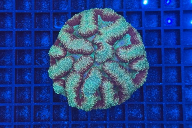 Symphyllia