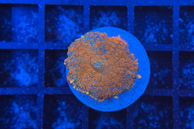 Rhodactis Multicolor - 1635_10