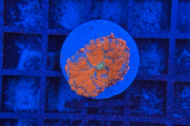 Rhodactis Multicolor