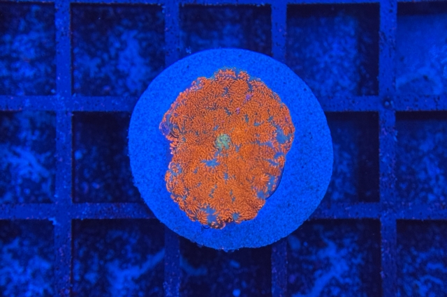 Rhodactis Multicolor