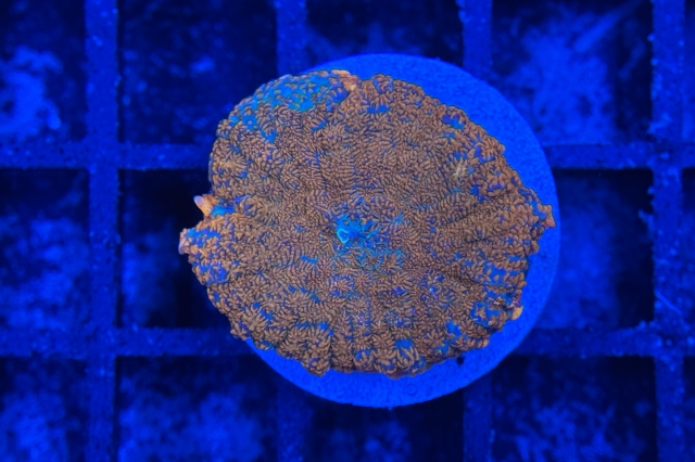 Rhodactis Multicolor