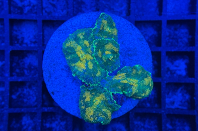 Rhodactis Multicolor
