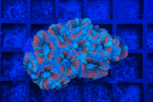 Acanthastrea lordhowensis