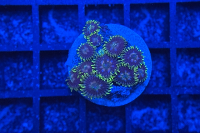 Zoanthus