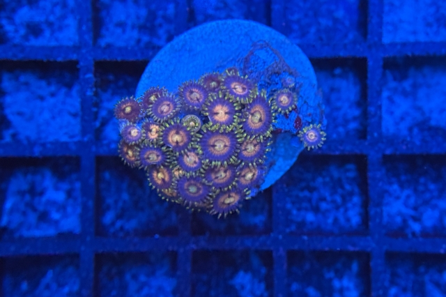 Zoanthus