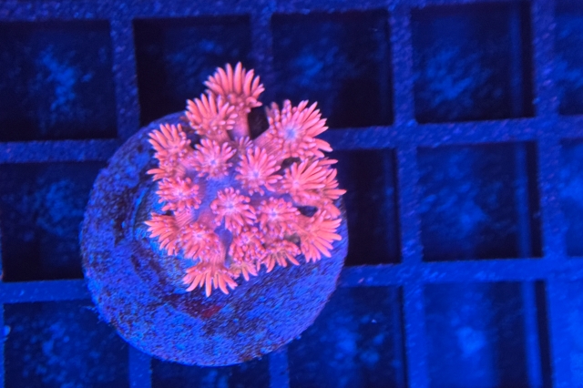 Goniopora