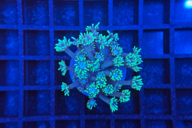 Goniopora