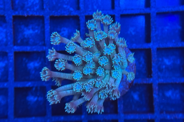 Goniopora